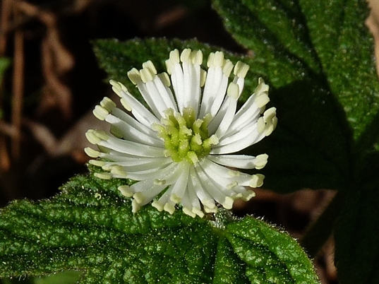 {Hydrastis canadensis}
